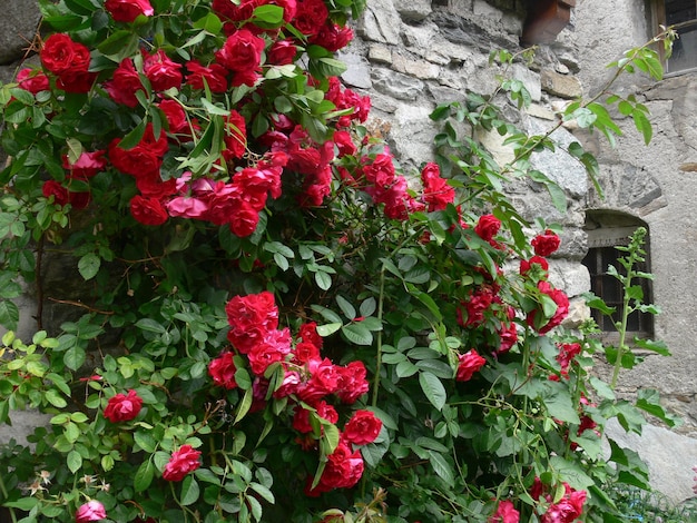 A wall of red roses with green leaves and a sign that says " the word " on it. "