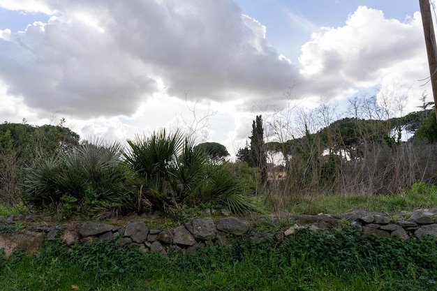 A wall of rocks separates a field of grass from a forest