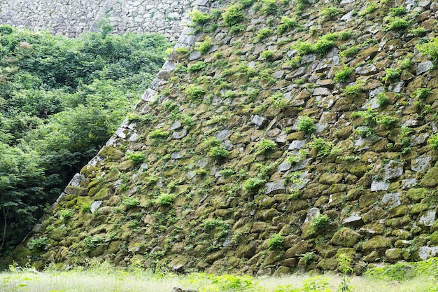 Wall with sprout and moss