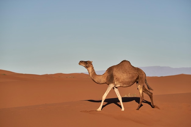 the wallpaper of camel walking in desert