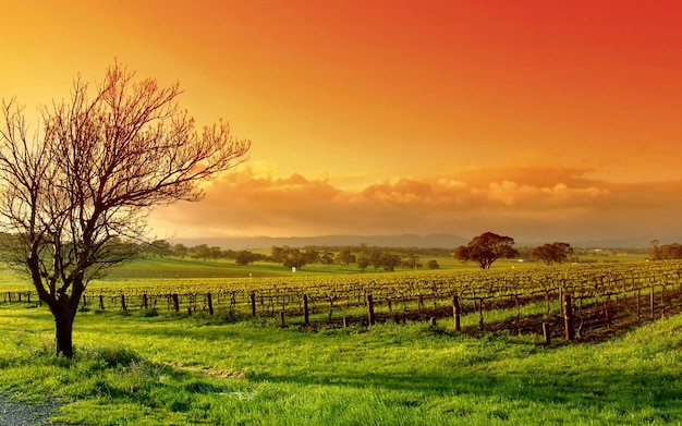 Wallpaper of the farm in the sunset