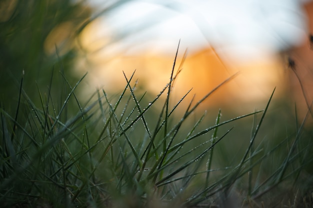 Wallpaper of green field at sunset, dark tones