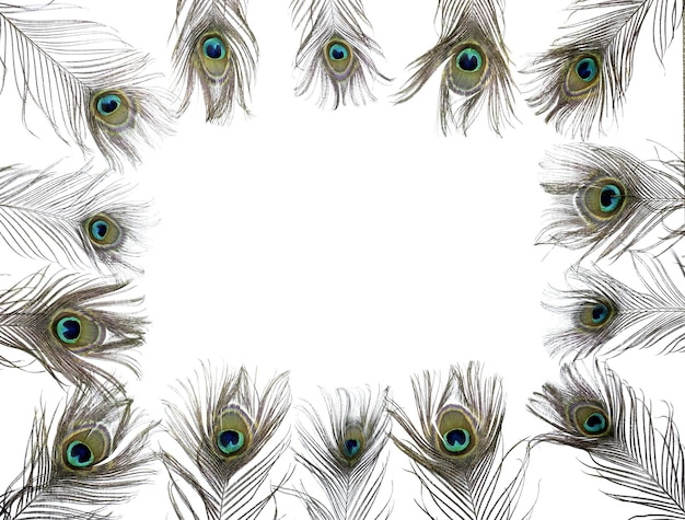 wallpaper of some colored peacock feathers isolated on white background with copy space