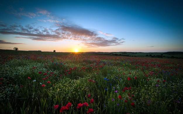 Wallpaper of sunset among the flowers at dusk