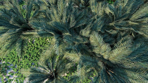 Wallpaper of tropical forest trees, top view. 3D rendering