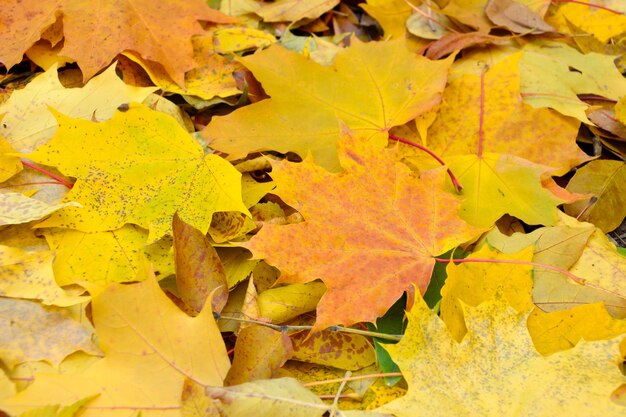 wallpaper of yellow maple leaves isolated close up copy space