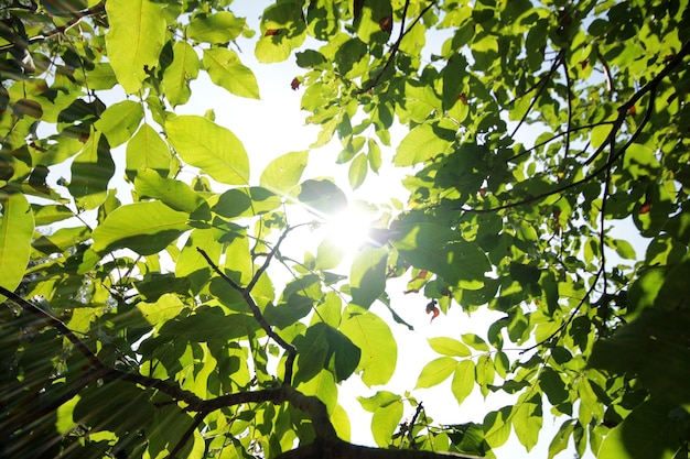 Walnut tree branch with green leaves