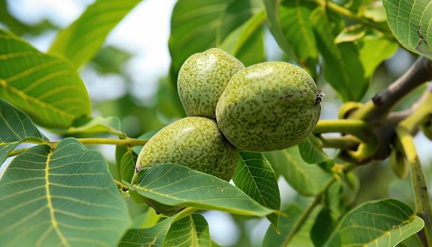 WALNUT TREE WITH GROWNG SMALL NUT CLOSE UP