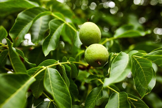 Walnuts in the tree