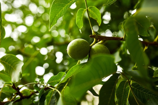 Walnuts in the tree