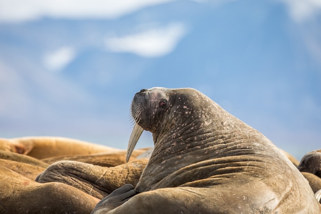 Walrus in a group of walruses on Prins Karls Forland, Svalbard