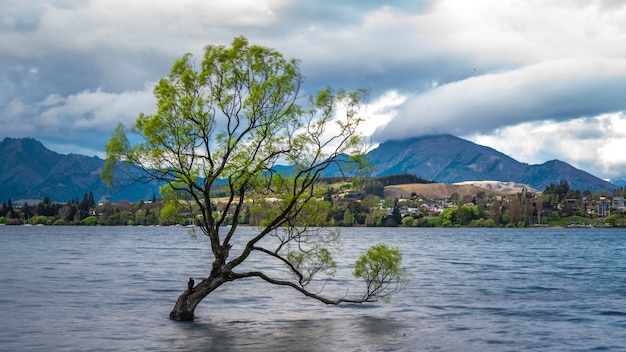 Wanaka Tree With Lake Mountain View