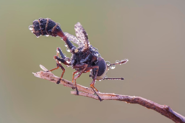 waps yellow jacket  on twigs