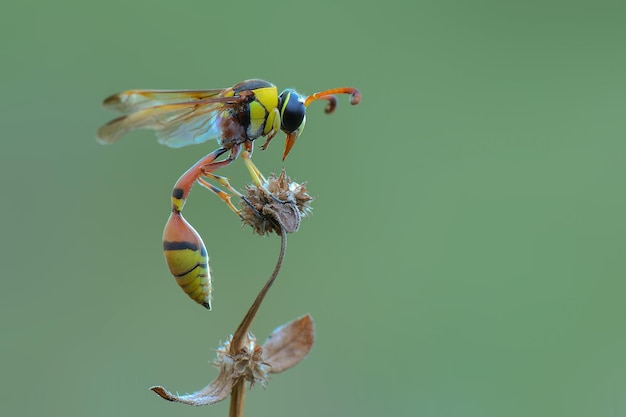 waps yellow jacket  on twigs