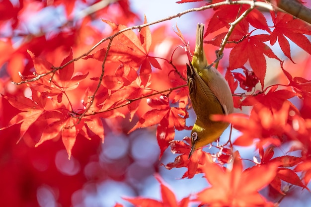 Warbling whiteeye or Japanease whiteeye bird perching on the tree branch