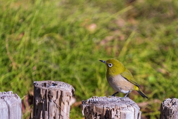 Warbling whiteeye or Japanease whiteeye bird perching on the tree branch