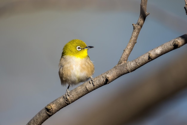 Warbling whiteeye or Japanease whiteeye bird perching on the tree branch