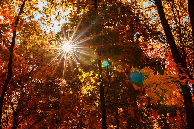 Warm autumn scenery in a forest, with the sun casting beautiful