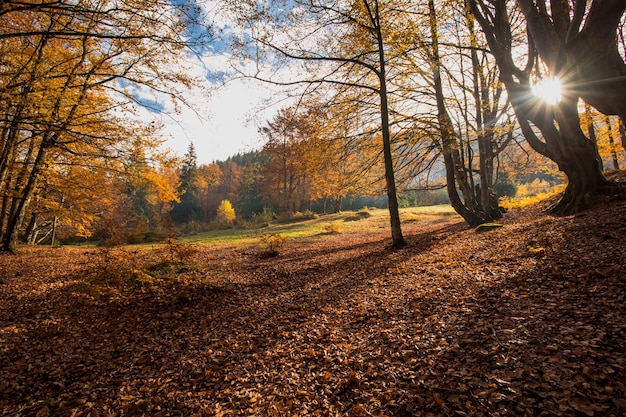 Warm autumn scenery in a forest with sunrays