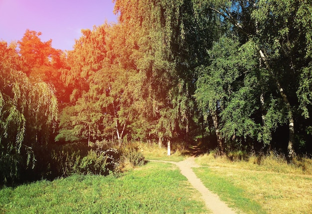 Warm daylight in summer forest landscape background