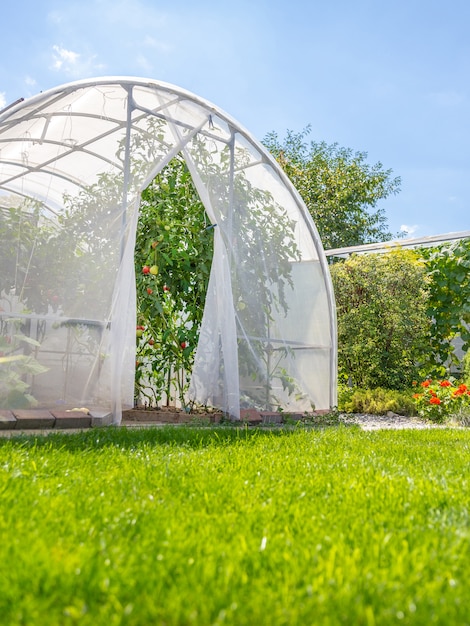 Warm house with tomatoes in private house garden in back yard