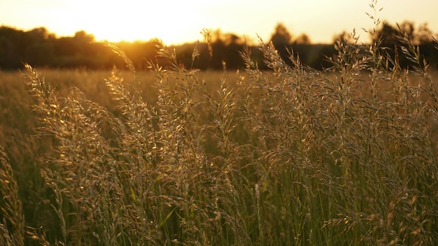 Warm light from sunset in the meadow, selective focus image