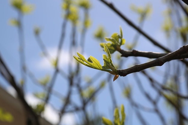 Under warmer conditions plants can take up more carbon dioxide by using carbon