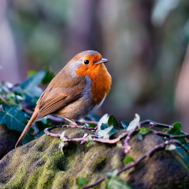 warning merseyside leaves Bird macro close up