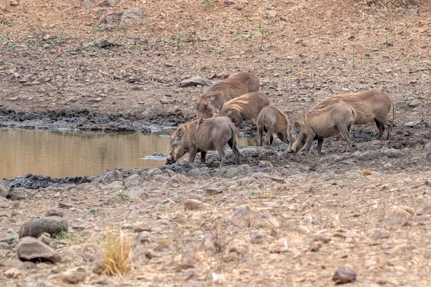 warthog at drinking pool in kruger park south africa close up