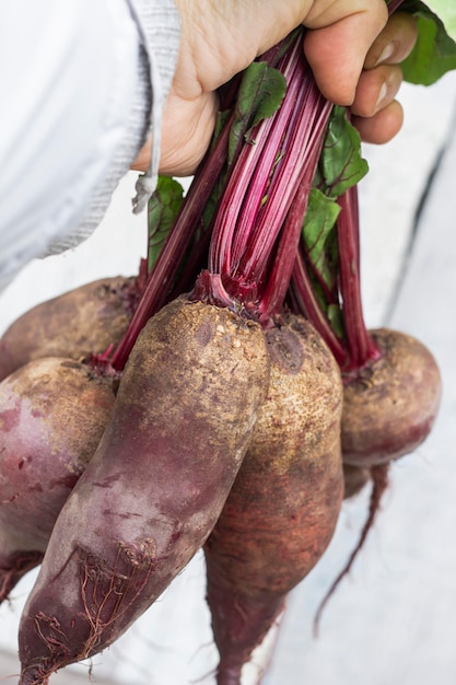 Washed red beetroot with tops in the hand of a woman on a white background