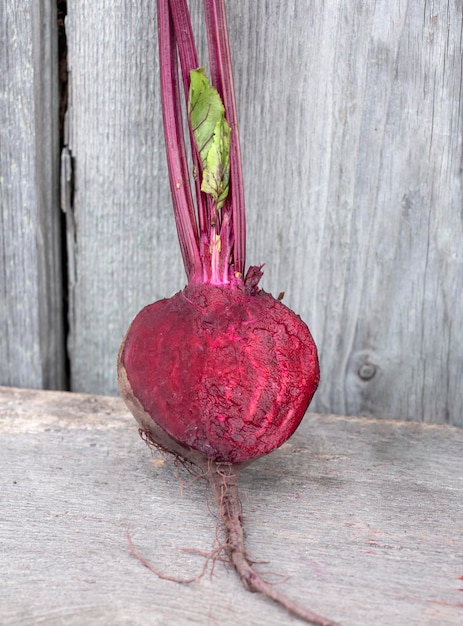 Washed red beets with tops in a section on a wooden board background