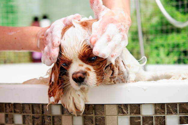 Photo washing an american cocker spaniel with a dog shampoo