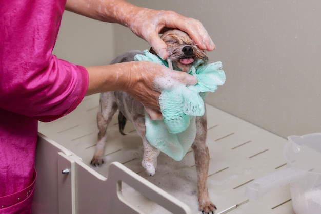 Washing a soapy yorkshire terrier with water in a grooming salon