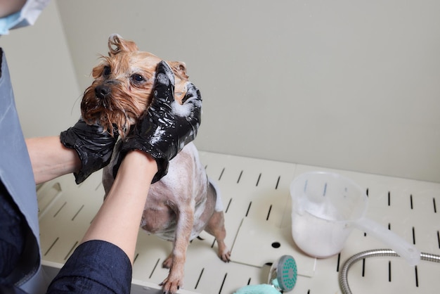 Washing a soapy yorkshire terrier with water in a grooming salon