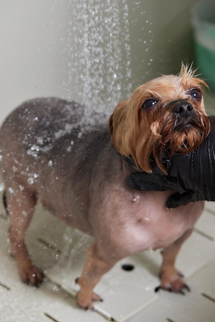 Washing a soapy yorkshire terrier with water in a grooming salon