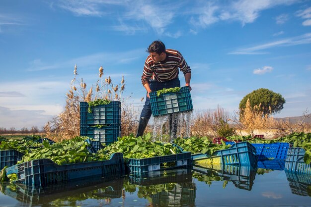 Washing workers after spinach, arugula cultivation. Izmir - Turkey. February 01, 2023