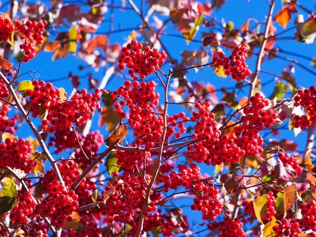 Washington Hawthorn with red berries in autumn.