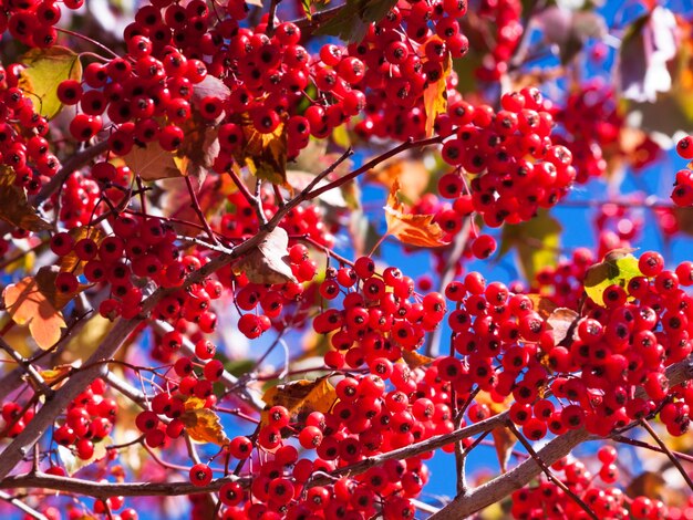 Washington Hawthorn with red berries in autumn.