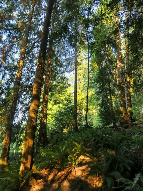 washington vista scenery wilderness scenic landscape