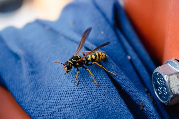 Wasp alone on a blue fabric outdoors in the morning