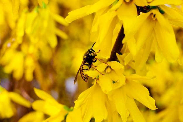 Wasp animal on white