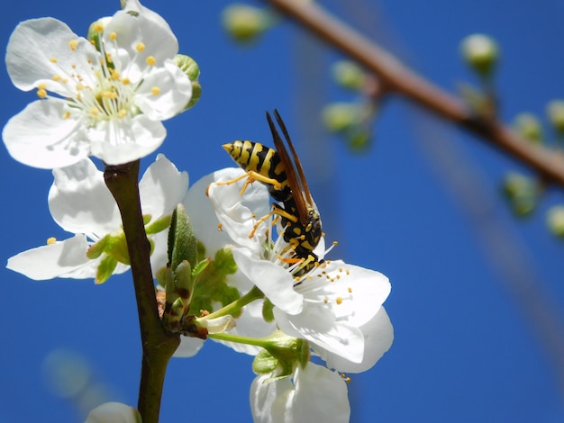 wasp and blossom