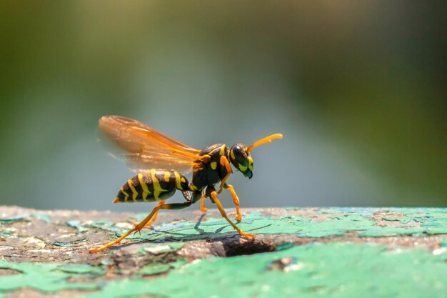 Wasp closeup Yellow pattern on the black body of the wasp