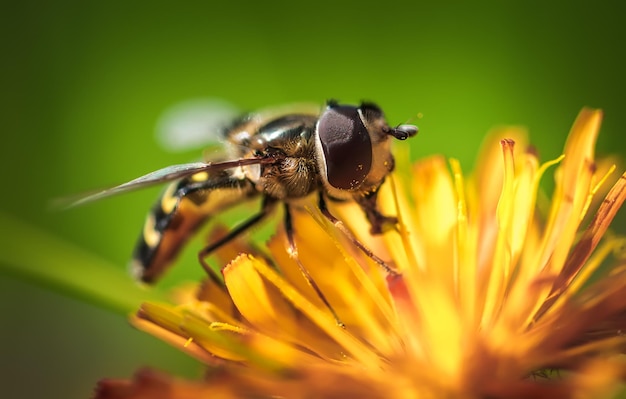 Wasp collects nectar from flower crepis alpina