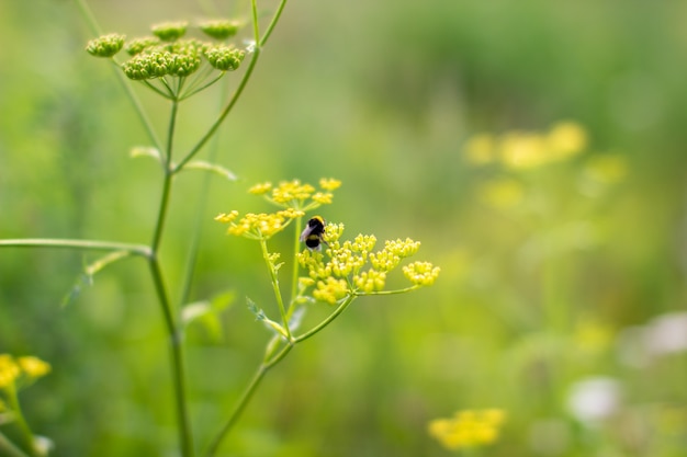 Wasp of the garden on a yellow wild flower.