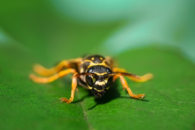 The wasp is sitting on green leaves The dangerous yellowandblack striped common Wasp sits on leaves