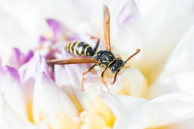 The wasp is sitting on green leaves The dangerous yellowandblack striped common Wasp sits on leavesx9