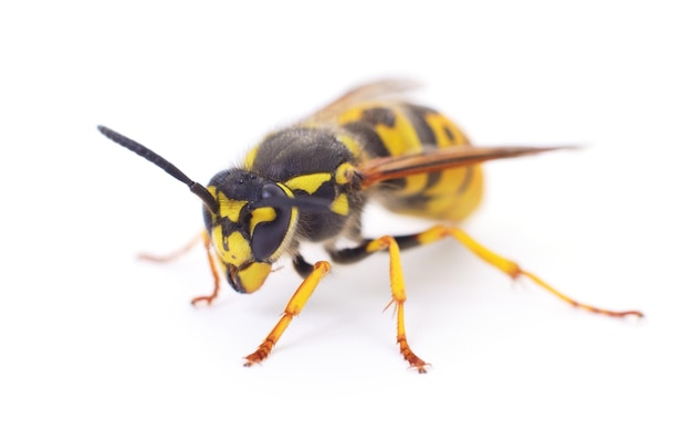 Wasp isolated on white