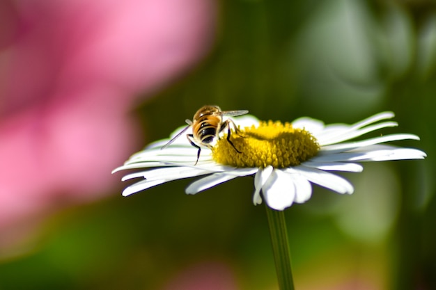 wasp sits on a daisy in the garden