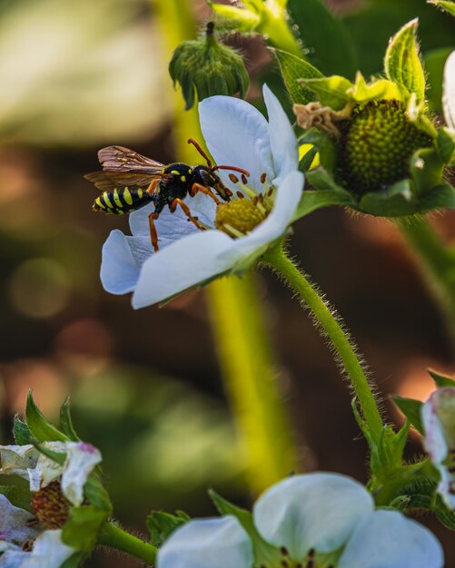 Photo a wasp sits on a white strawberry flower during the day in nature